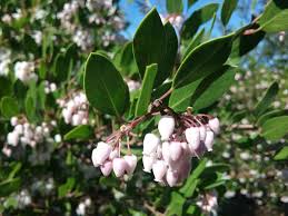 Image result for Macrotyloma densiflorum