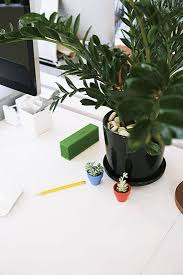 These Are The Best Office Plants For Boosting Productivity Office Plants Desk Plants Office Plants Desk