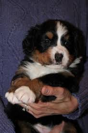 He will wear out quickly in warm weather, but will play hard until he is tired. Spellbound Bernese Puppies
