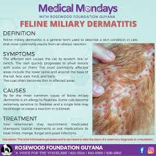 Image result for Feline Miliary Dermatitis