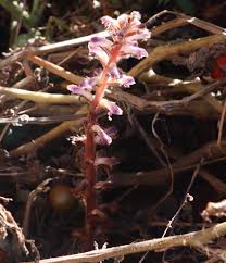 Image result for Pseudospondias