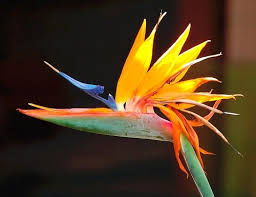Bird Of Paradise Plant Varieties Images How To Grow And Care For Bird Of Paradise In Containers Birds Of Paradise Plant Birds Of Paradise Paradise Flowers