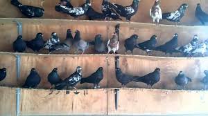 Dolapci Donek Guvercinler Doneks Pigoen Vegetables Eggplant