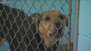Ohio is home to plenty of other pests and wildlife, including rats and. Wbns 10tv Columbus Ohio Columbus News Weather Sports 10tv Com