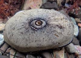 Image result for Craterostigma newtonii