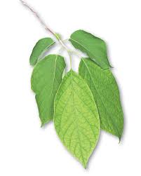 Image result for Searsia monticola