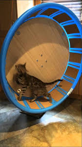 When he is fast asle… This Cat Exercise Wheel Is Perfect For Any Cats But Especially For Bengals Homemade Under 100 Dollars Cat Exercise Wheel Cat Exercise Wheel Diy Cat Exercise