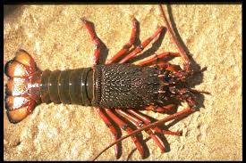 Eastern Rock Lobster - The Australian Museum