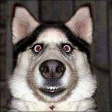 For those that can't get a real girlfriend funny stupid picture. The World Of Funny Theworldoffunny Twitter