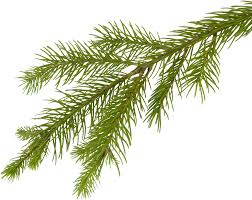 Are you searching for christmas tree branch png images or vector? Tree Branch Fir Tree Branch Png Transparent Png Original Size Png Image Pngjoy