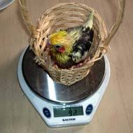 Breeding Cockatiels Baby Cockatiel Average Weight Gain