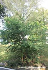 Image result for Pithecellobium