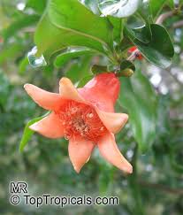 Image result for Punicaceae