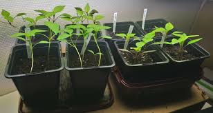 What is a grow light for seedlings. Grow Light Guidelines For Getting Seeds Started My Garden Life