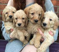 *pick of the pack 2x purchase price. Beautiful F1 Labradoodle Puppies Beverley East Riding Of Yorkshire Pets4homes F1 Labradoodle Labradoodle Puppy Labradoodle