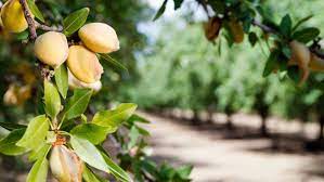 Today the fruit is often made into jam. Top 5 Nut Trees Sold Through The Arbor Day Tree Nursery Arbor Day Blog