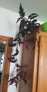 Image result for Gynura