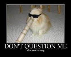 My Life Even If I Don T Know What I Am Doing I Pretend I Do Funny Dog Pictures Funny Animal Pictures Funny Animal Memes