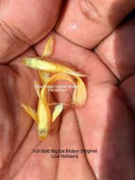 Beberapa ikan guppy memiliki ekor yang indah, ikan guppy yang mewah memiliki tubuh berwarna cerah dan memiliki pola mirip harimau.info umumnama latin: Ikan Guppy Gapi Full Ikan Guppy Kelantan Malaysia Facebook