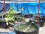Backyard Sustainable Fish Farming