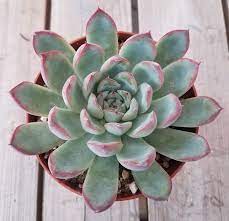 Echeveria Pullidonis Or Deranosa Succulent Names Echeveria Succulents