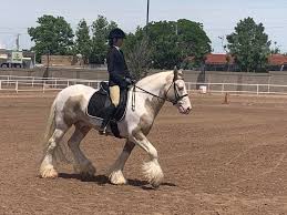 Explore more searches like buckskin gypsy vanner. Raven Ranch Gvhs 15 1h Pearl Buckskin Gypsy Vanner Facebook