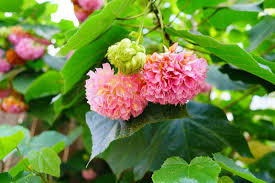 Image result for Dombeya acutangula