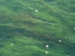 Image result for Potamogeton