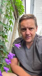 Creeping Bellflower. #flower #garden #invasivespecies #manitoba #garde...