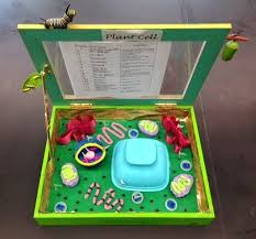 Designed By Youth Pollicita Middle School Animal And Plant Cell Models By Mr Lalata S 7th 8th Grade Student Bitki Hucresi Hucre Modeli Ortaokul Fen Bilgisi