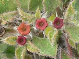 Image result for Aizoon virgatum