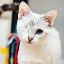 14 Cat Adoption Photos That Will Definitely Melt Your Heart Cats Cat Adoption Pretty Cats