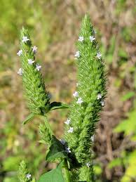 Image result for Cantinoa