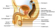 Prostate cancer is one of the most common types of cancer diagnosed in men. Prostatakrebs Wikipedia