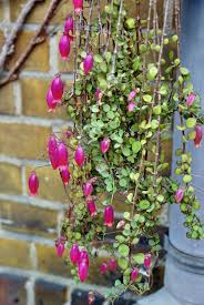 Kalanchoe Uniflora Plants Flower Garden Succulents