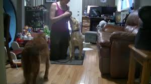 Here design consultants aleena khan (frisco, texas) and luci most (garden city, new york) share some of their favorite interior designer insider mirrors make a room look bigger and add light. Fenzi Dog Sports Academy Core Courses