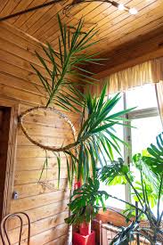 Image result for yucca gigantea en casa
