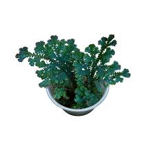 Image result for Selago coerulea