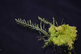 Image result for Hymenophyllum splendidum