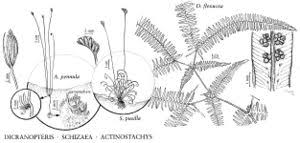 Image result for Schizaea