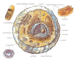 The cell membrane is a biological membrane which separates the cell interior from the outside environment. Ch 5 The Cell