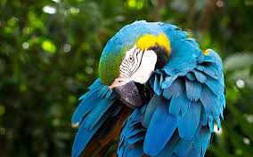 This is where you will find many tall trees, green grass, and green the tropical rainforest animals have plenty of food within themselves. Hd Wallpaper Tropical Rainforest Cute Animal Blue Parrot Macaw Animal Wildlife Wallpaper Flare