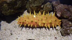 Downtown west, minneapolis, mn, usa. How Much Do You Know About Invertebrates Sea Cucumber Deep Sea Animals Sea Animals