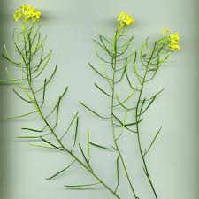 Image result for Erucastrum