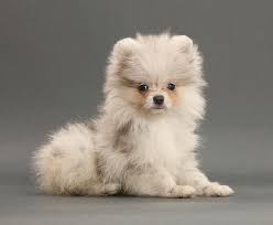 We did not find results for: Pale Merle Pomeranian Puppy On Grey Photograph By Mark Taylor