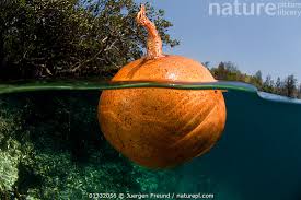 Image result for Xylocarpus