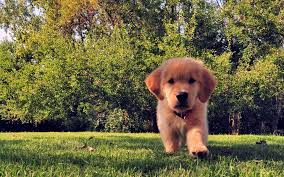 Golden Retriever Puppy Wallpaper Hd 1920x1200 Wallpaper Teahub Io