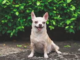 Image result for chihuahua big obesity