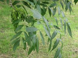 What are the fruits of an ash tree called? Fraxinus Excelsior Wikipedia