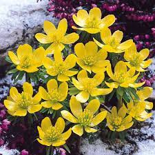 Buy Winter Aconites Eranthis Hyemalis J Parkers Flores Bonitas Flores Jardineria